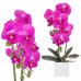 SPRINGOS Umelá orchidea v črepníku ružová - 37cm