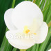 Springos Umelá orchidea v kvetináči - 44 cm - biela