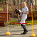 Skoková prekážka pre hobby kone Skippi 135 cm
