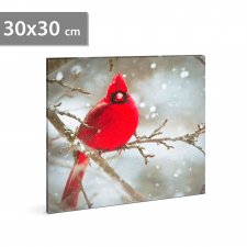 LED obraz - kardinál červený - 30 x 30 cm