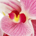 Springos Umelá orchidea v črepníku - 33,5 cm - ružová