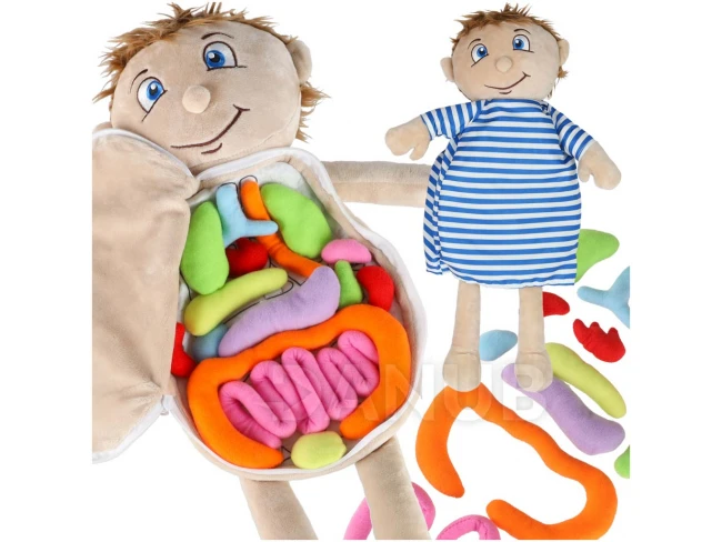 Bábika na učenie anatómie ľudského tela - chlapec