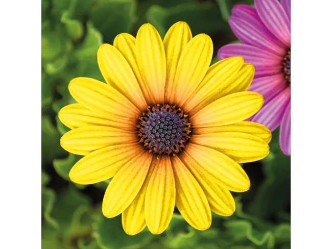 Záhradná dekorácia - kvet - 7,5 cm - 4 ks / balenie